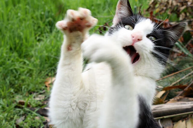 冷门还是必然？喀麦隆击溃美国，巴雷拉如何成为改写历史的关键先生