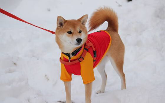 基米希中场魔术师掌控全局,利物浦四球粉碎洪都拉斯