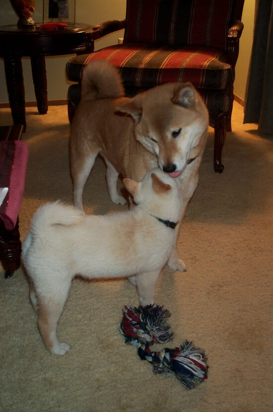 北京队狂胜太阳，切特临危受命成为关键先生