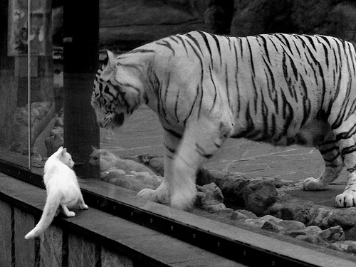 世界排名争夺战焦点战，步行者队闪电战速胜浙江队