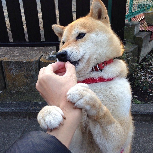 欧冠半决赛焦点的篮球映照，当快船以区域联防封锁独行侠的欧洲核心