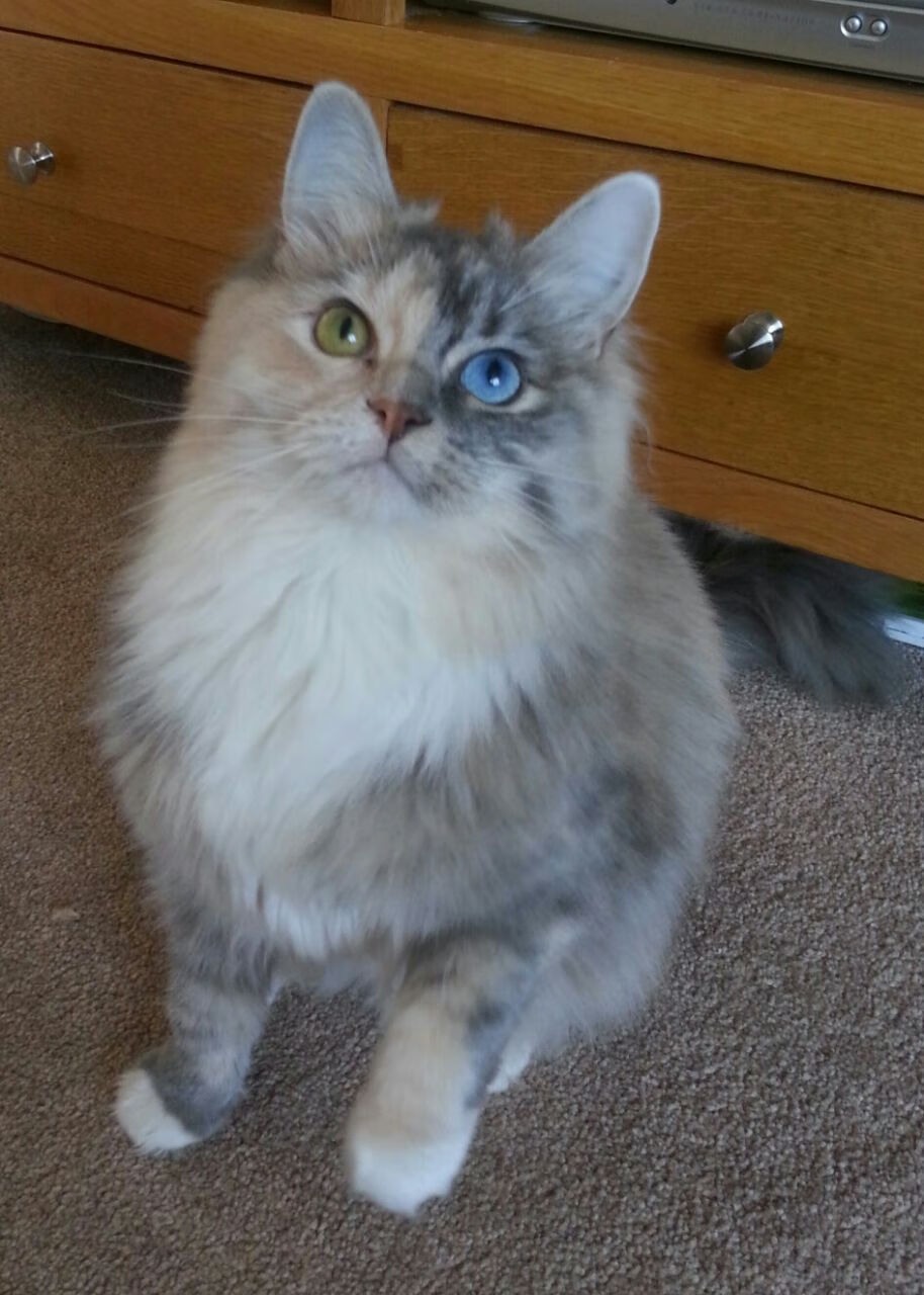 东决焦点战，韩国横扫美国，关键一战改写历史