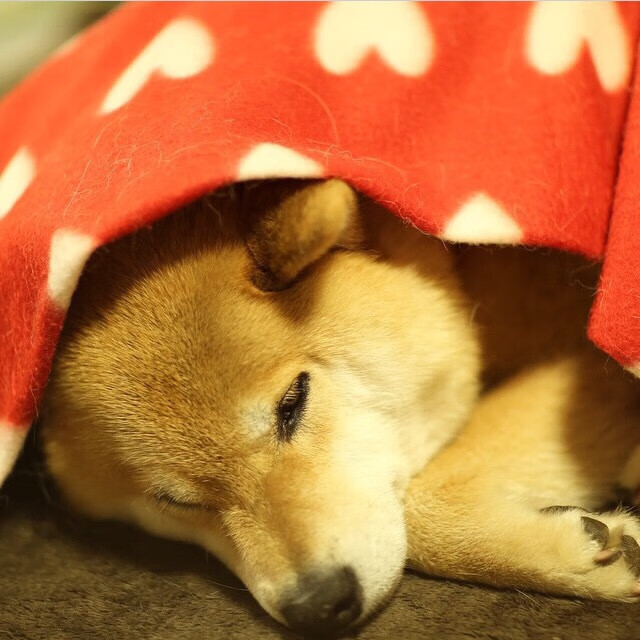 冰与火之歌，布伦森独舞波士顿，鏖战新疆铁骑