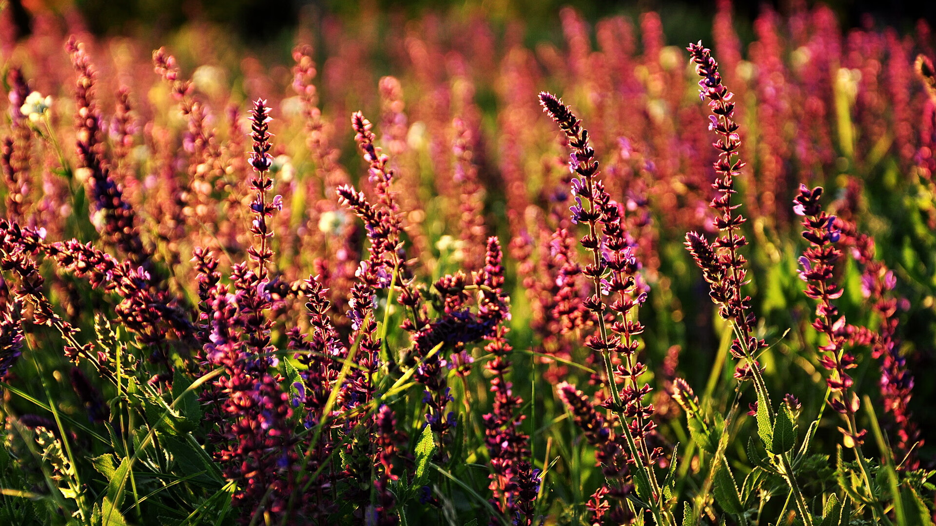 冰川之火熔铸奇迹，冰岛狂胜玻利维亚，莱奥化身北欧风暴关键先生