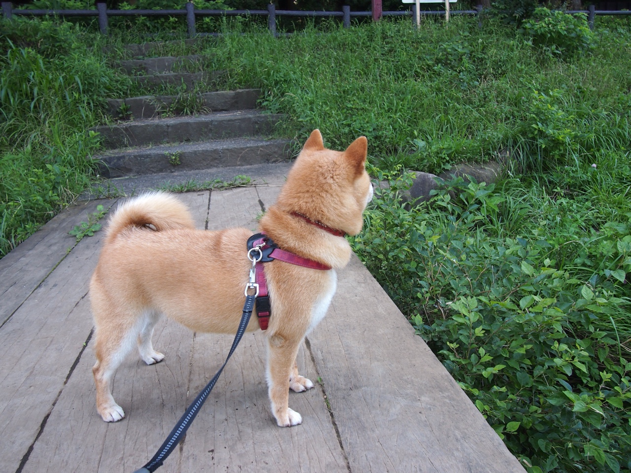 风暴眼与黑金矿，迪马利亚的火炬与多特蒙德的远征