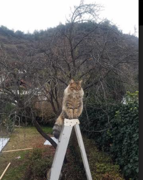 山西队上演黑马奇迹！布伦森关键表现力克辽宁，引爆篮球之夜