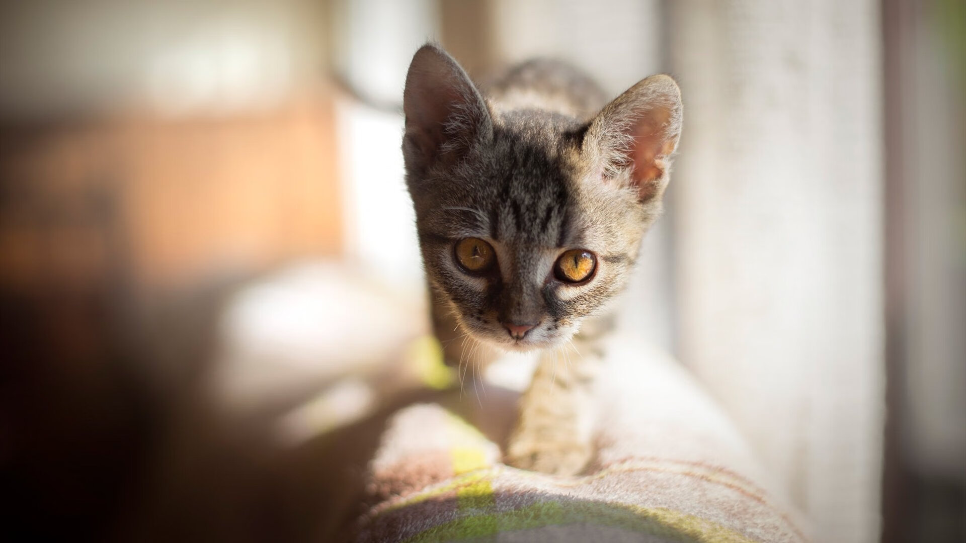 勇士连珠炮冲垮火箭 东契奇关键先生定乾坤