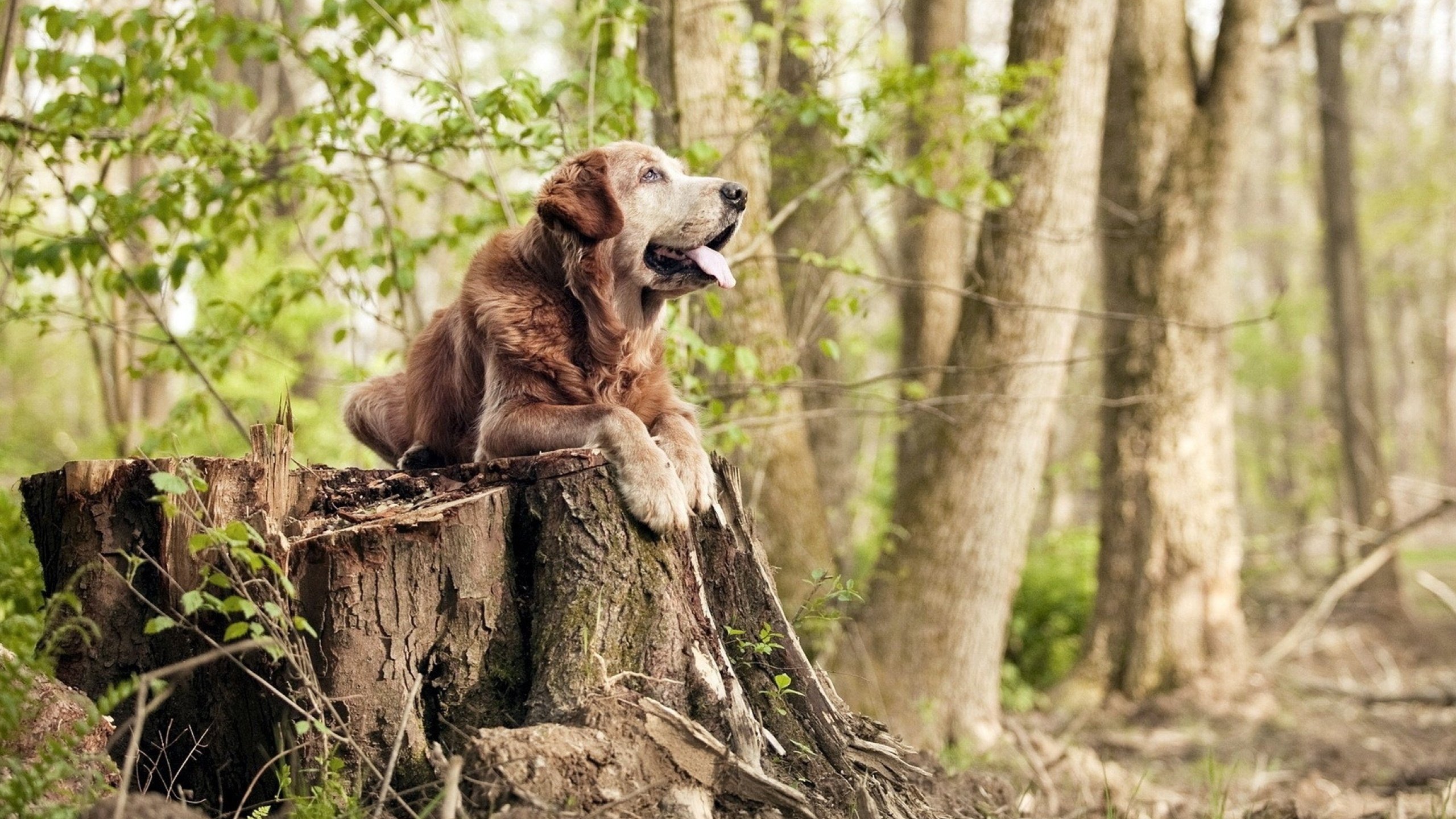 绿茵史诗，奥斯梅恩奏响晋级最强音—哥斯达黎加决战苏格兰纪实