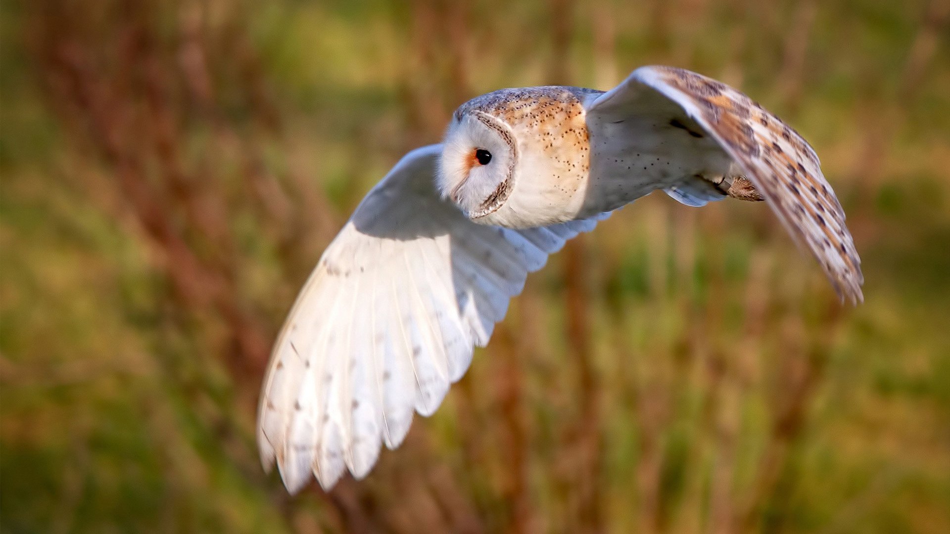 开云体育app-布伦森主宰年度焦点战 新疆男篮正面击溃步行者